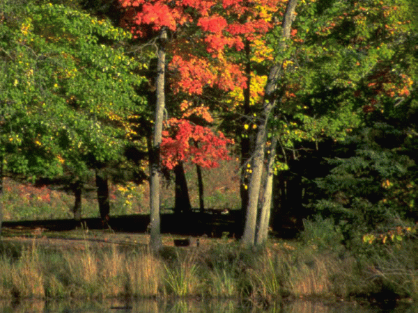 The cover image of the Annuity Options brochure:  Wisconsin trees in fall colors.