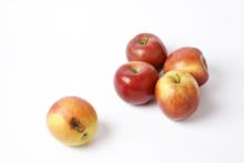 A bad apple is separated from four good ones.