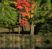 The cover image of the Annuity Options brochure:  Wisconsin trees in fall colors.