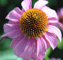 A pink coneflower.