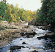 The image from the cover of the Buying Creditable Service brochure:  a picture of a stream flowing down the middle of a forest.